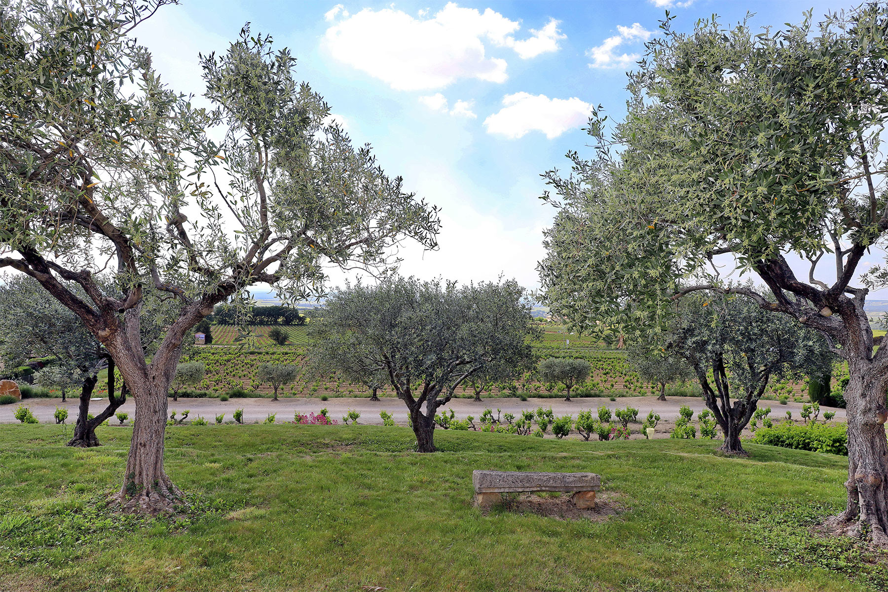 Oliveraie du Domaine des Teyssonni&egrave;res au pied des Dentelles de Montmirail &agrave; Gigondas, source de l'huile d'olive de Provence.