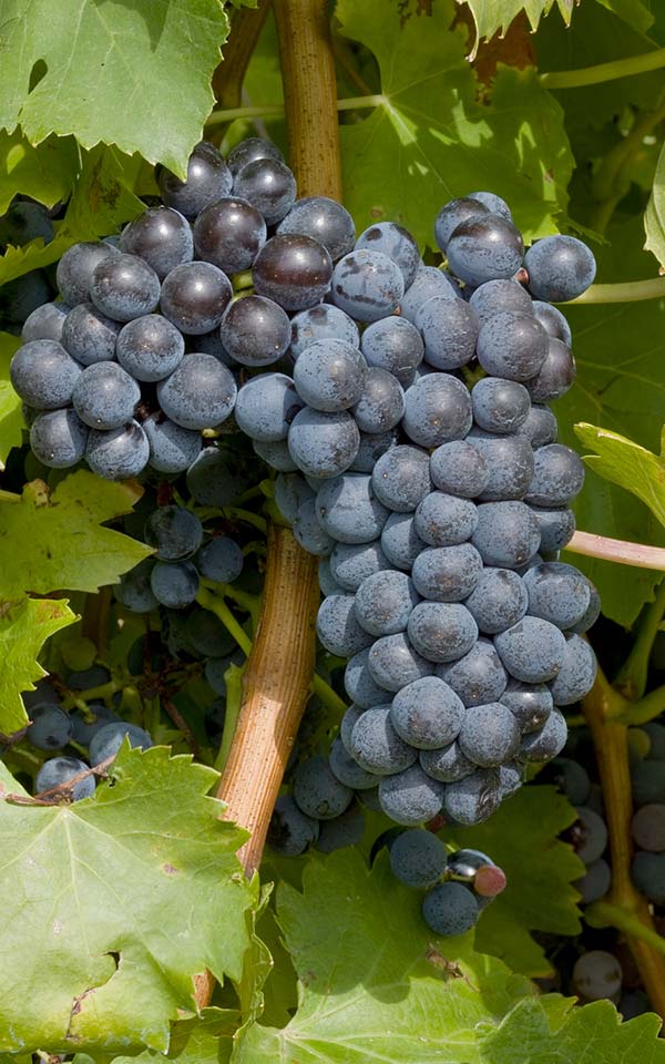 grappe-grenache-noir-vieilles-vignes.jpg