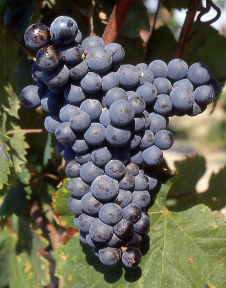 mourvedre-grappes-raisins-cepages-anciens-provence.jpg