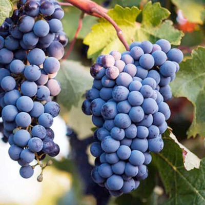 syrah-grappes-raisins-cepages-anciens-provence.jpg