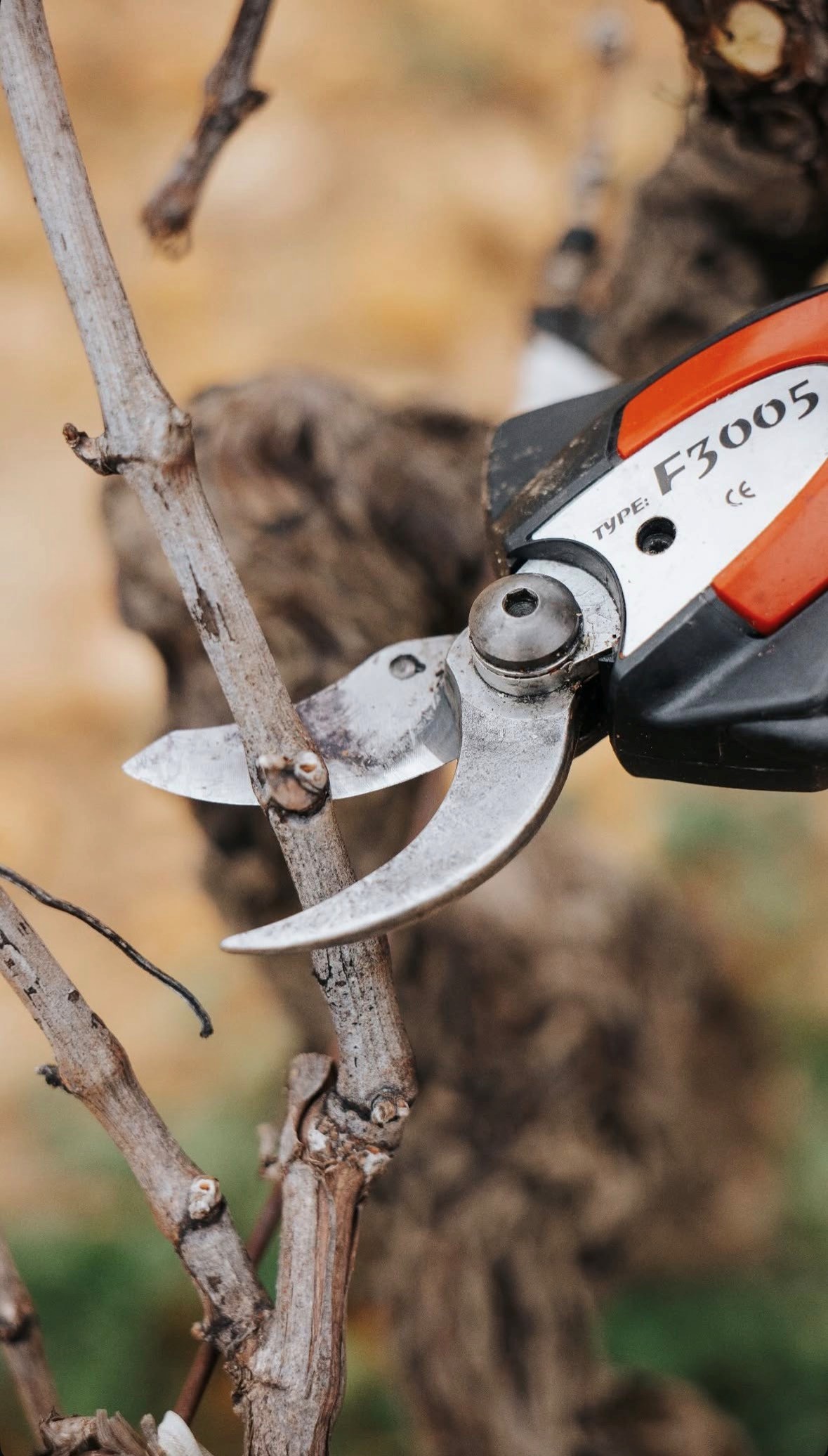 La taille aux Teyssonni&egrave;res, un geste de pr&eacute;cision pour assurer la qualit&eacute; du futur mill&eacute;sime.