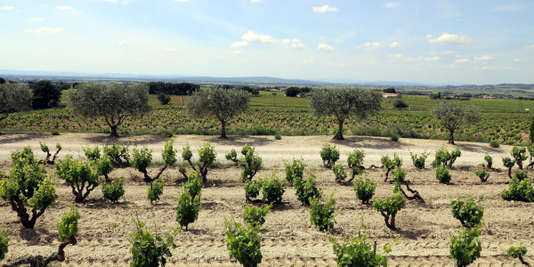 Ancestral Methods and Harvest in Gigondas