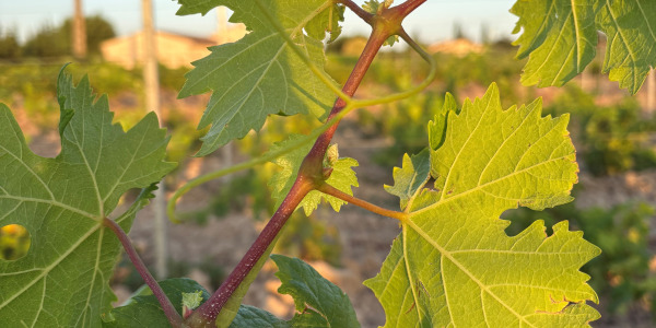 Été à Gigondas : La Vigne sous le Soleil du Vaucluse