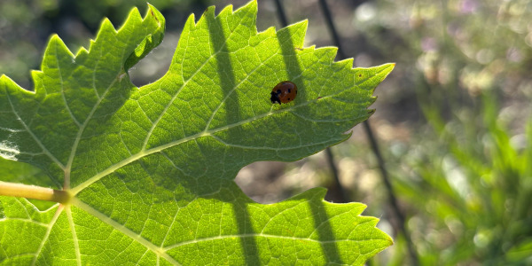 Engagement HVE et biodiversité : Comment nous protégeons notre terroir à Gigondas