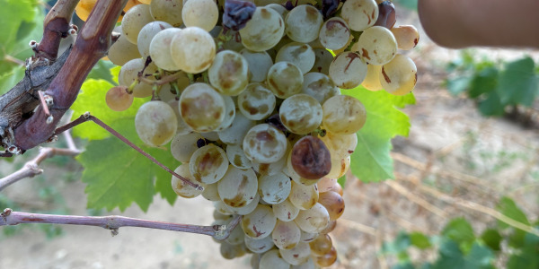 At the heart of the harvest at Domaine Les Teyssonnières: Hand-harvesting in Gigondas   