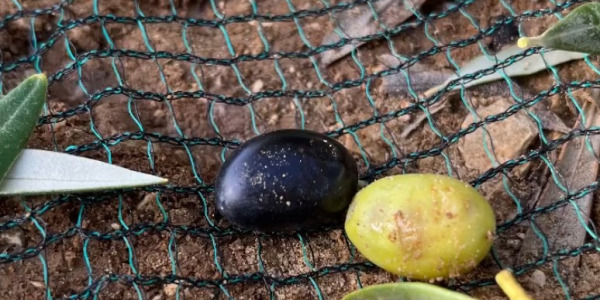 L'Huile d'Olive des Teyssonnières : Sublimer la Cuisine Provençale